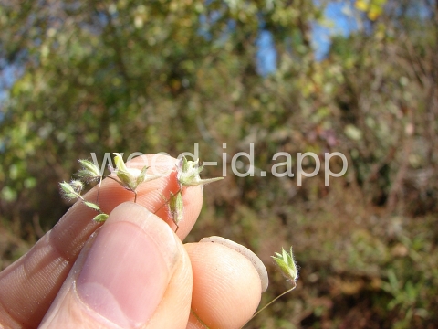 fluvellin, female